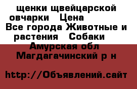 щенки щвейцарской овчарки › Цена ­ 15 000 - Все города Животные и растения » Собаки   . Амурская обл.,Магдагачинский р-н